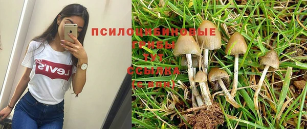 PSILOCYBIN Алзамай