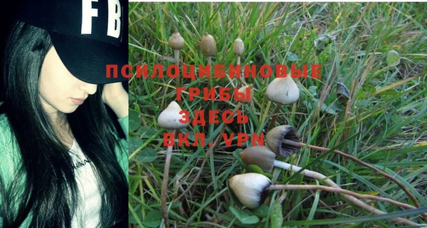 PSILOCYBIN Алзамай